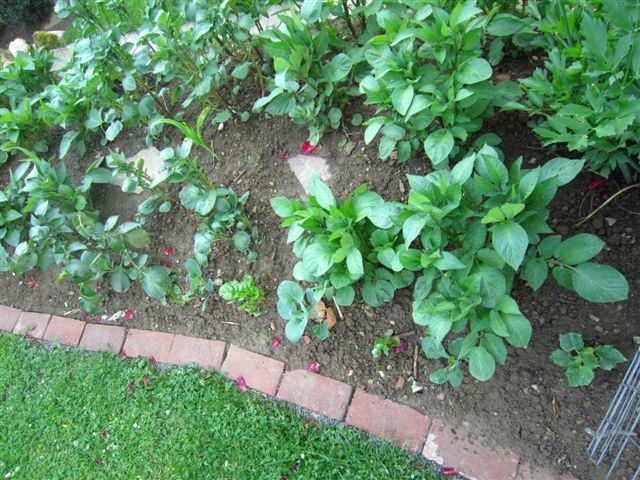 IMG_1681.JPG