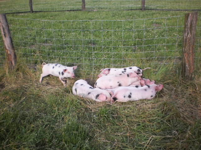 ganz links im Bild,,,,Bierchen````