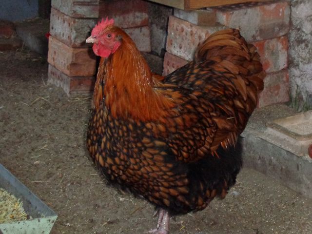 k-DSC00007.JPG