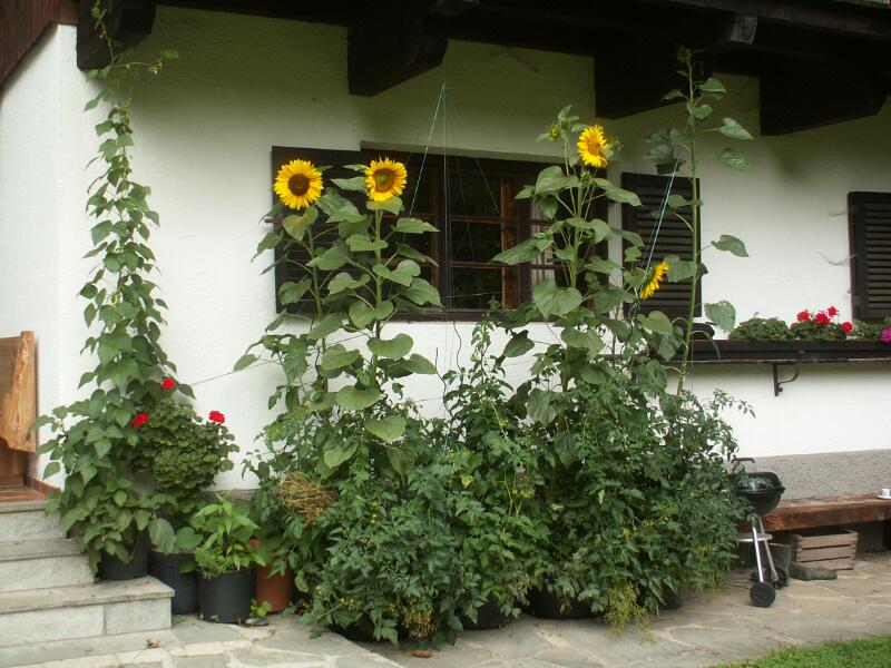 Topfplantage vom letzten Jahr. Koriander reift bereits aus.