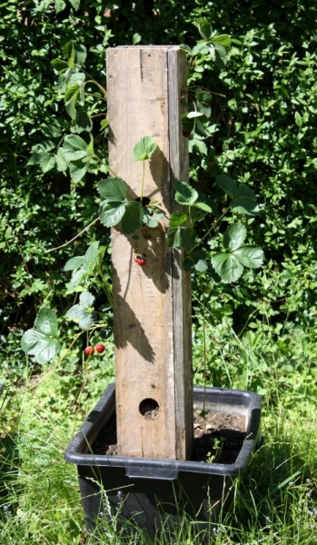 Der Versuch eines Erdbeerbaumes. Klappt soweit ganz gut, werde die Erdbeerpflanzen aber wohl nächstes Jahr in die Erde setzten.