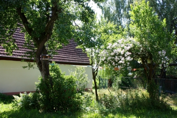 Links der Birnenbaum, Johannisbeerstrauch und rechts ein wunderschöner großer Rosenstrauch