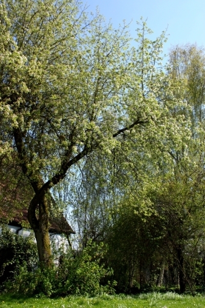 Blick in den Garten