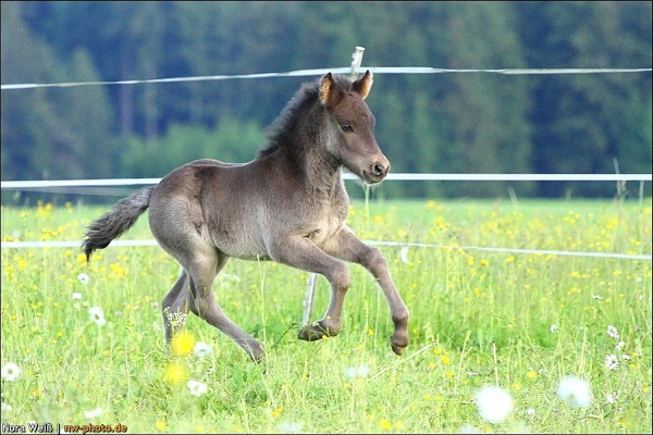 8 Wochen altes Hengstfohlen