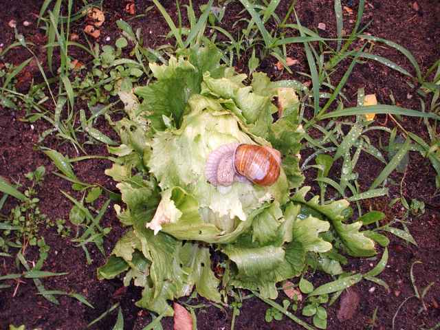 k-weinbergschnecke.jpg