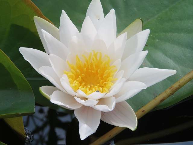 6 seerose.JPG