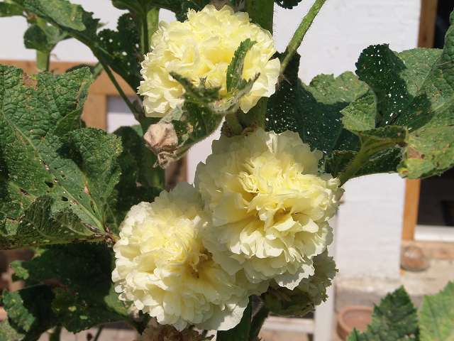 6 stockrose.JPG