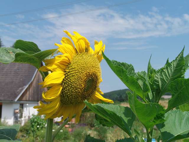 5 honigende sonnenblume.JPG