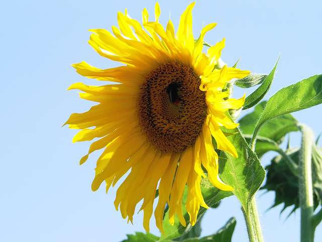 5 sonnenblume mit hummel.jpg