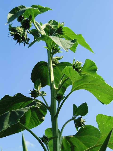 5 sonnenblume vor der blüte.JPG