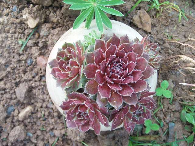 28 sempervium.JPG