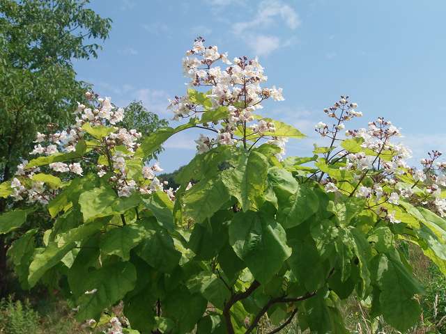 30 bienenfutter name vergessen.JPG
