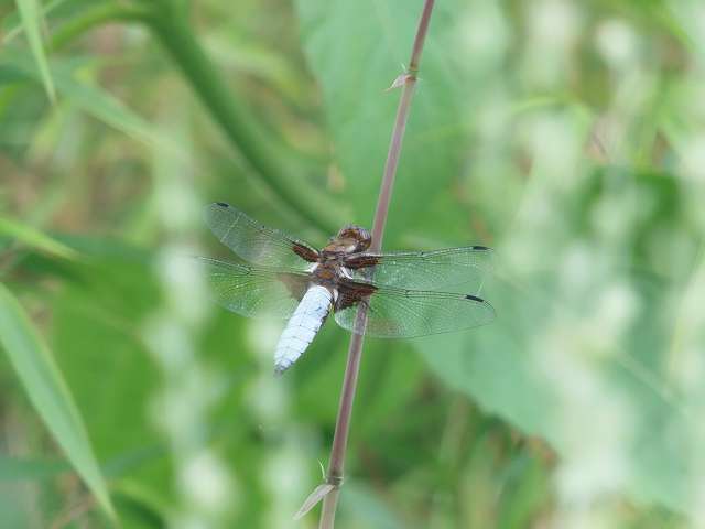 5 libelle blau.JPG
