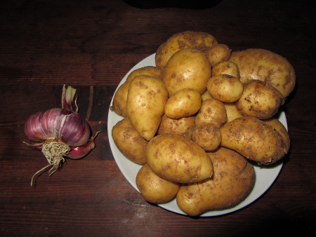 Fruehkartoffeln_Sorte_Hela_und_Elefantenknoblauch.jpg