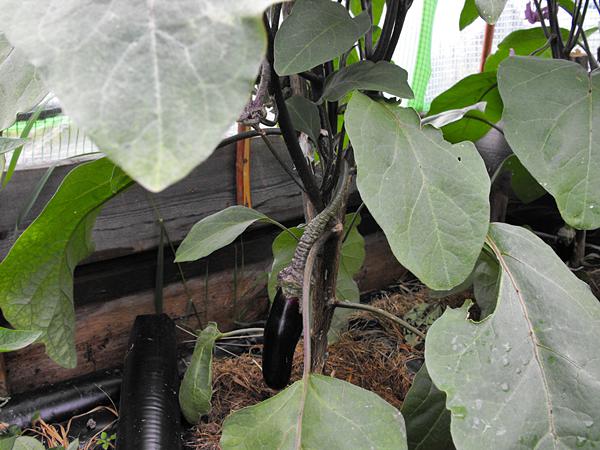 Aubergine im überdachten Hochbeet