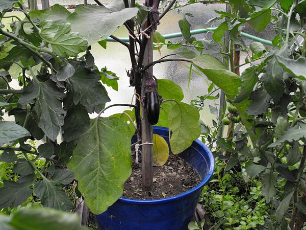 Aubergine im Kübel im GH
