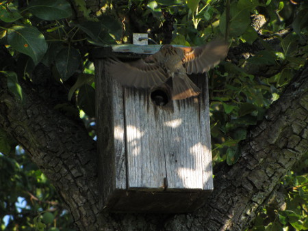 Spatz_3.jpg