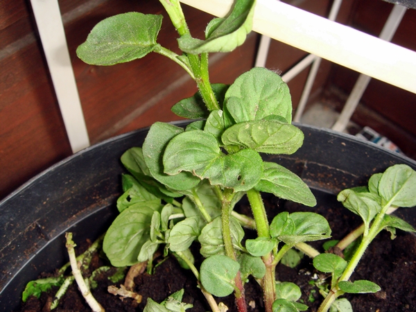 DSC07144.JPG