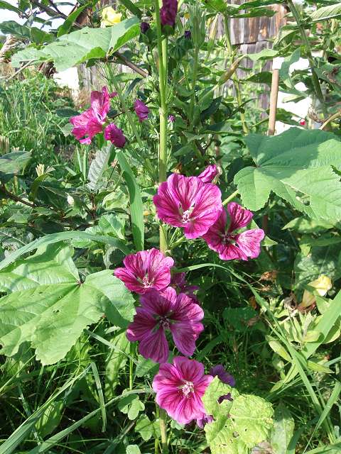 malva officinalis.JPG