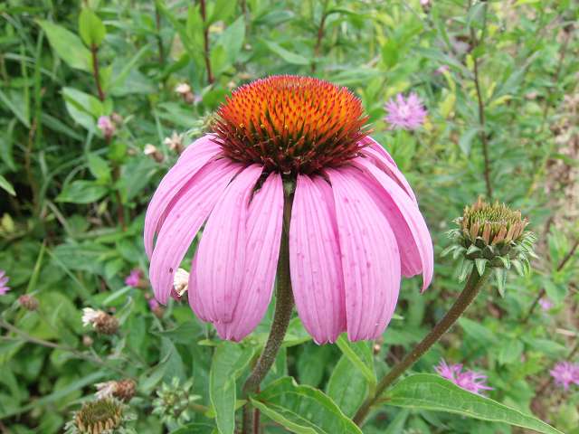 echinacea.JPG