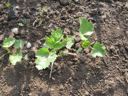 Pastinaken - Sorte Aromata.jpg