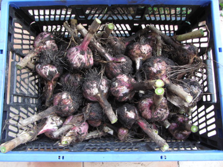 44_Knollen_Elefantenknoblauch.jpg