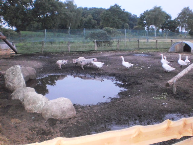 Wenn die Schweine nicht parrieren zwicken die Gänse schon mal in Schinken