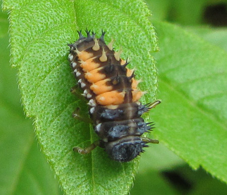 unbekannte_Raupe.jpg