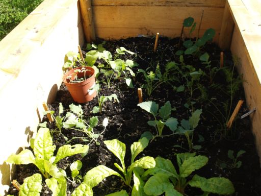 2011-05-06 hochbeet mit mangold, kohlrabi , fenchel und radi.JPG