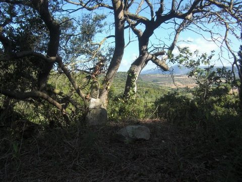 Aussicht am alten Baum.JPG