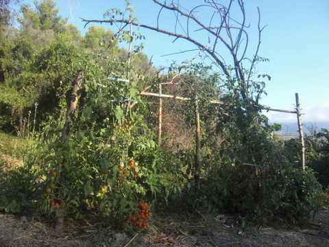 Tomaten.JPG