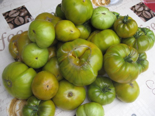 Grüne Tomaten Ernte.JPG