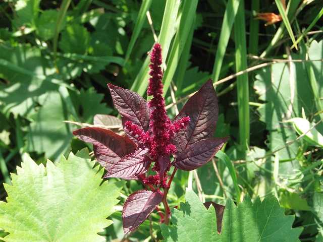 k-6 amaranth rot.JPG