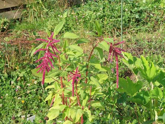 k-7 amaranth grün.JPG