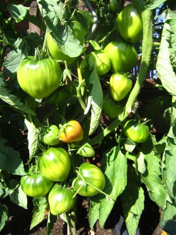 Tomaten über Tomaten...kommen da auf mich zu