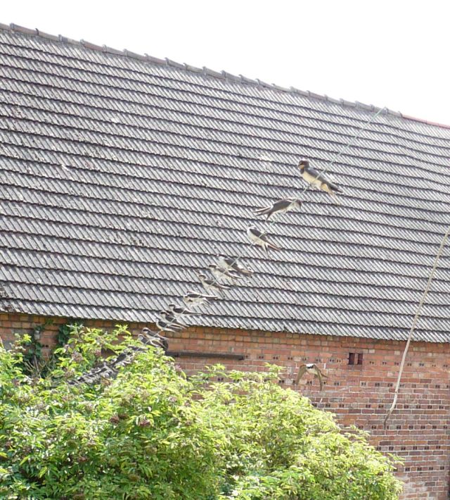 Schwalben 3 verkleinert.jpg