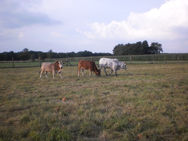 `rechts die damen Fuxi und Lady rechts der Schmusi