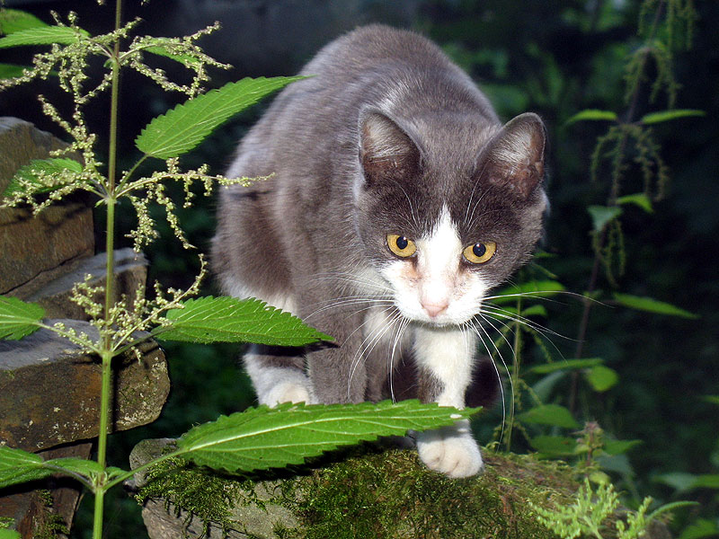 Silvani