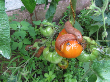 Schnecken_beim_Fruehstueck_auf_der_Tomatensorte_Holy_Land.jpg
