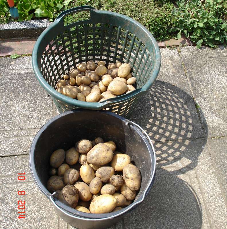 kartoffel2.JPG
