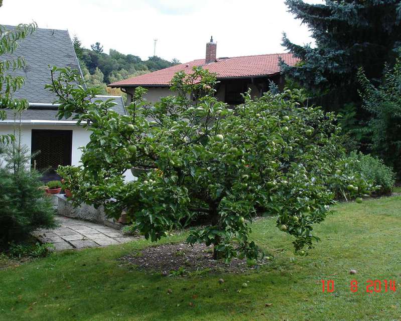 apfel2.JPG