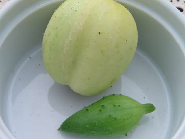 apfelgurke und achocha.JPG