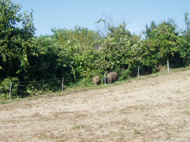 P1010089.jpg
