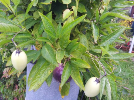 pepino.jpg