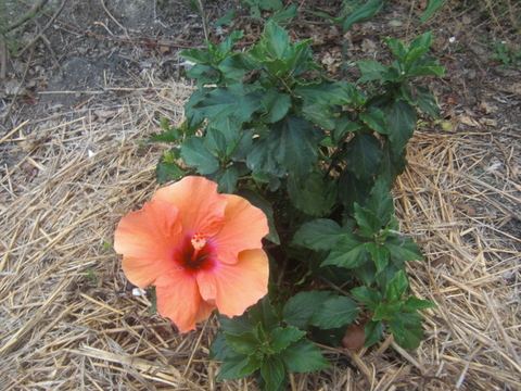 kleiner Hibiskus ganz gross.JPG