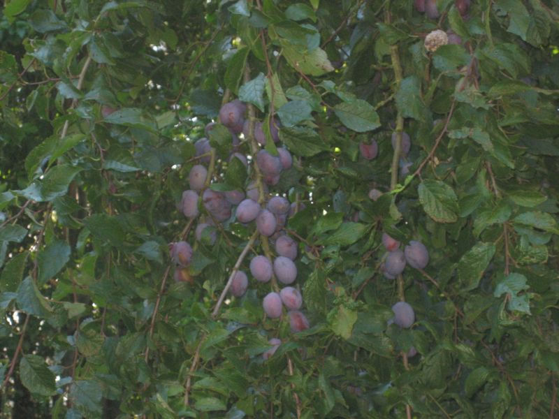 Pflaumen2014 001.jpg