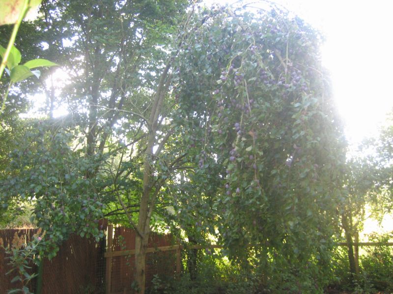 Pflaumen2014 003.jpg
