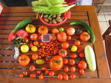 Tomaten_Ernte_am_31_08_2014.jpg