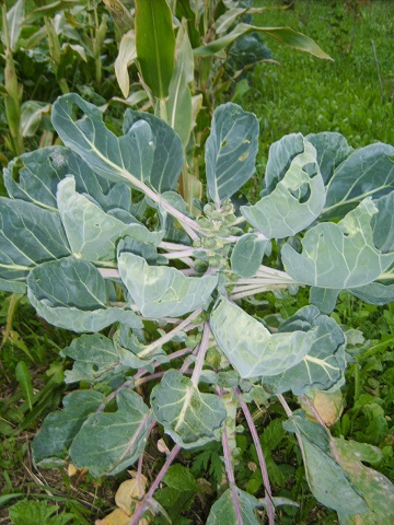rosenkohl.jpg