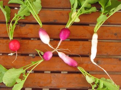 Radieschen_Sorte_Rossi.jpg
